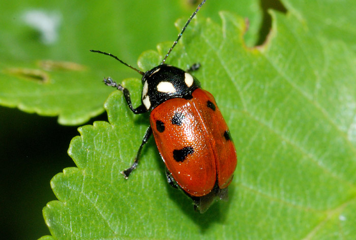 Cryptocephalus tricolor